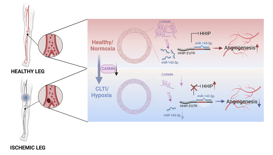 graphical abstract