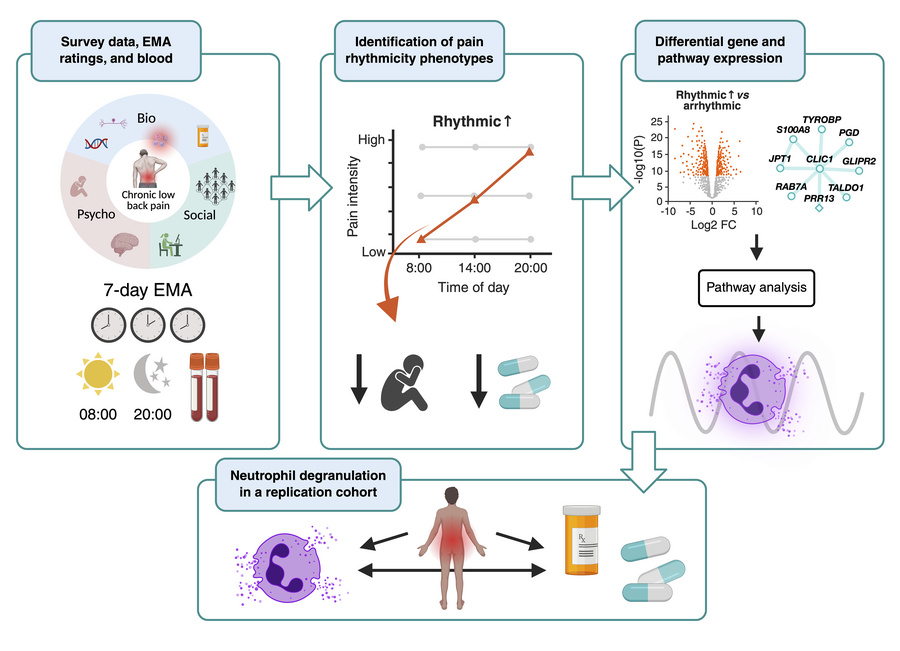 graphical abstract