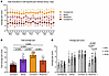 CLBP cohort grouped by pain intensity on a 24 hour scale (n = 60).