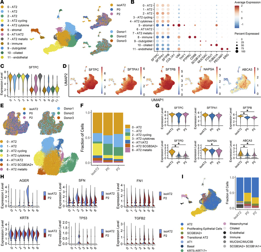 Single-cell RNA-seq confirms expected AT2 profile after expansion.
(A) U...