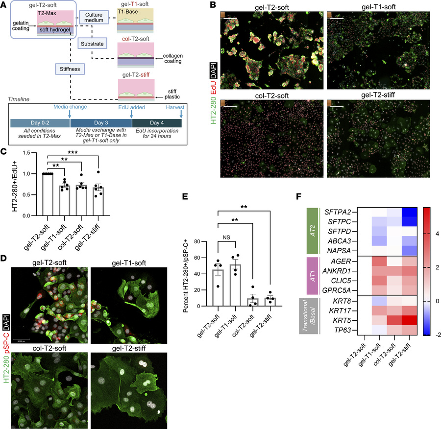 Three exogenous factors enable the expansion and stability of primary AT...