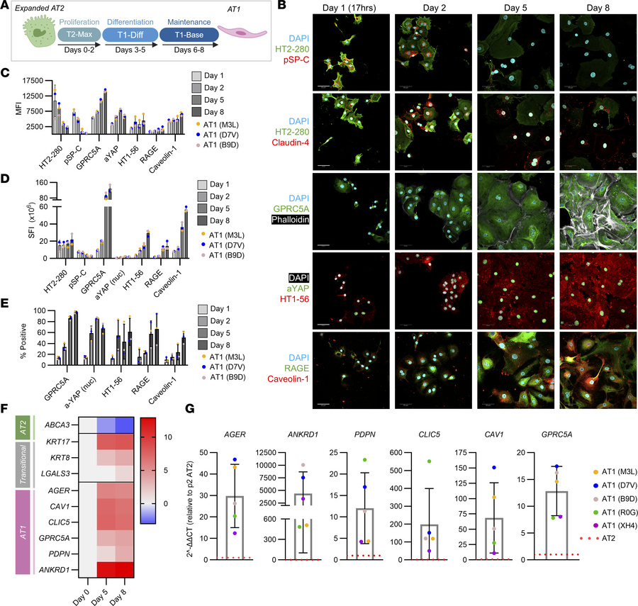 Expanded AT2s express AT1 markers after culture in AT1 medium.
(A) Schem...