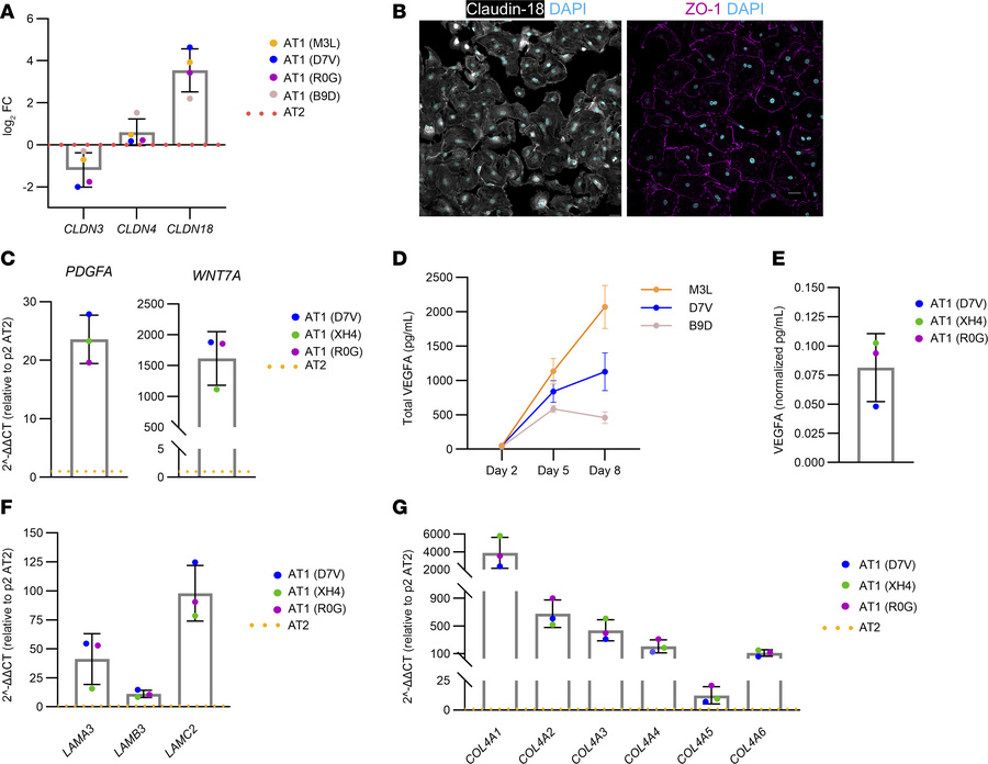 AT1s derived from expanded AT2s exhibit key characteristics.
(A) Gene ex...