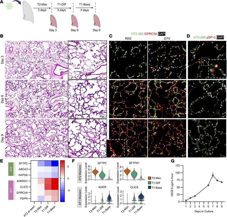 Expanded AT2s can sufficiently recellularize porcine scaffolds.
(A) Sche...