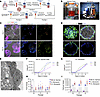 Establishment of a scalable method to expand AT2s.