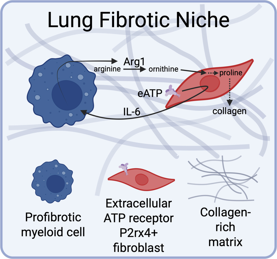 graphical abstract