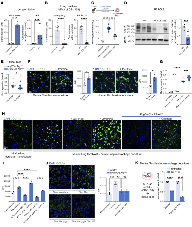 ARG1 regulates lung collagen via ornithine production.
(A) Ornithine con...