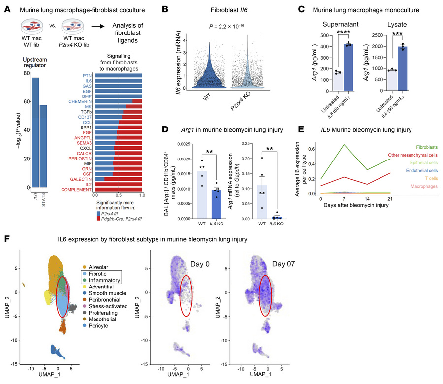 IL-6 is necessary for ARG1 expression after bleomycin injury in mice.
(A...