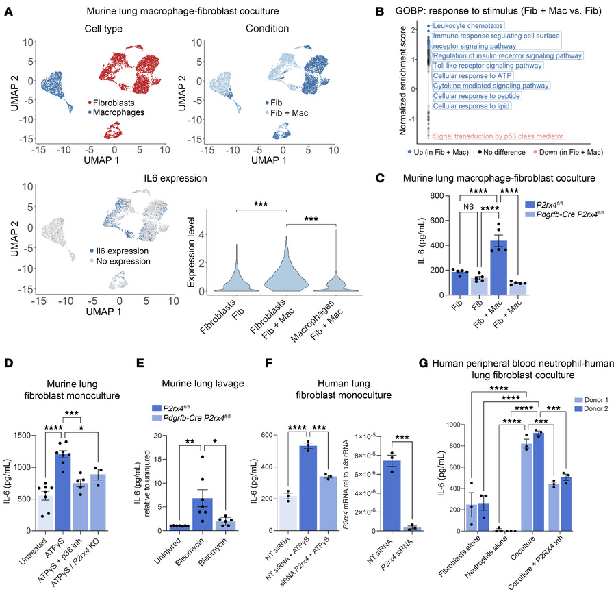 P2RX4 is necessary for IL-6 expression in mouse and human lung fibroblas...