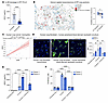 IL-6 is necessary for ARG1 expression in IPF lung and in cocultures of huma