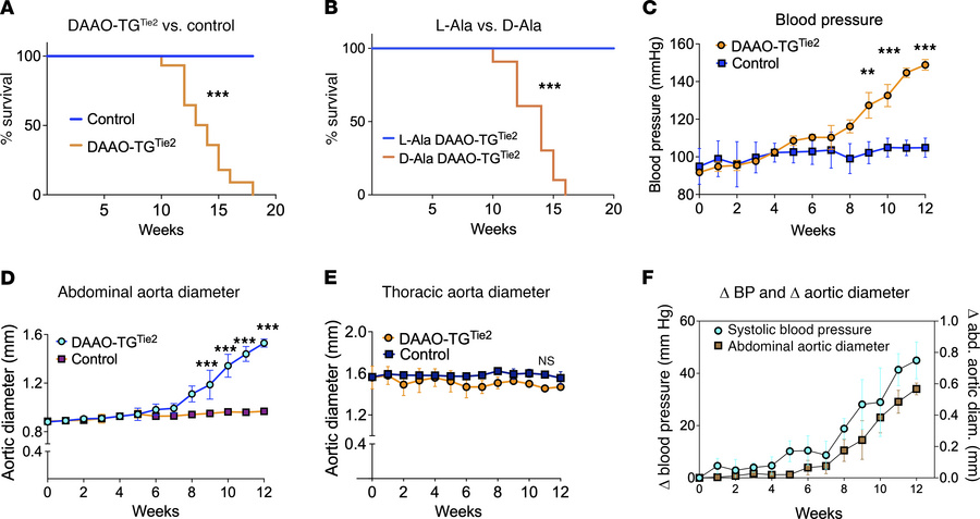 Effects of chemogenetic oxidative stress on mortality and vascular patho...