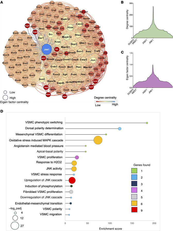 Quantitative proteomics analyses of abdominal aorta in d-alanine–treated...
