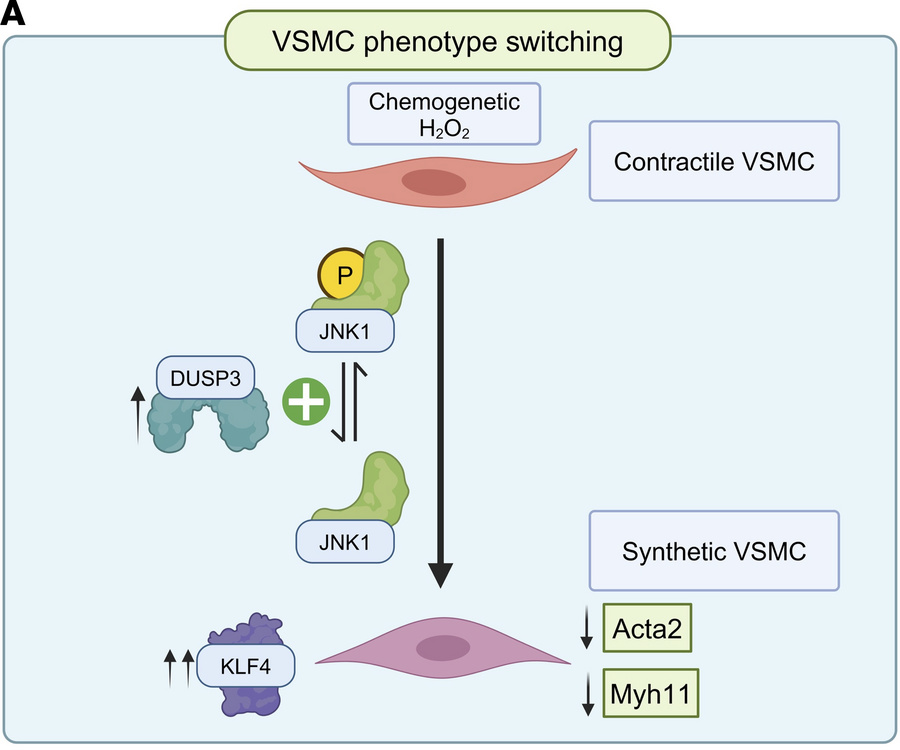 Schematic of key vascular signaling proteins connecting oxidative stress...