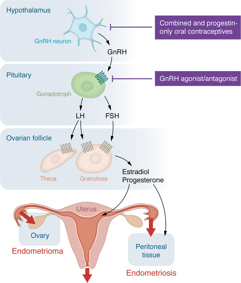 Ovulatory cycle.
Repetitious ovulatory cycles initiated by hypothalamic ...