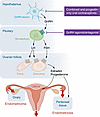 Ovulatory cycle.