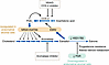 The epigenetic defects that cause gene expression abnormalities in endometr