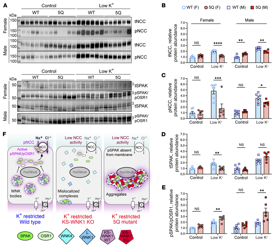 WNK bodies are necessary for KS-WNK1 to amplify NCC phosphorylation duri...