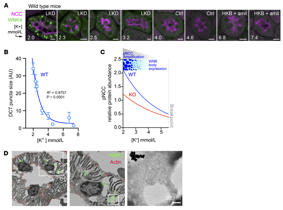 WNK body condensate expression is dependent upon blood [K+] and correlat...