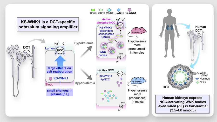 graphical abstract