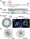 KS-WNK1 is a DCT-specific disordered protein that drives WNK body condensat
