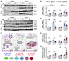 WNK bodies are necessary for KS-WNK1 to amplify NCC phosphorylation during