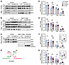 KS-WNK1 differentially alters NCC abundance and phosphorylation during hypo