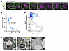 WNK body condensate expression is dependent upon blood [K+] and correlates