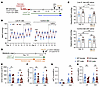 Potassium-restricted KS-WNK1–KO mice are thiazide insensitive.