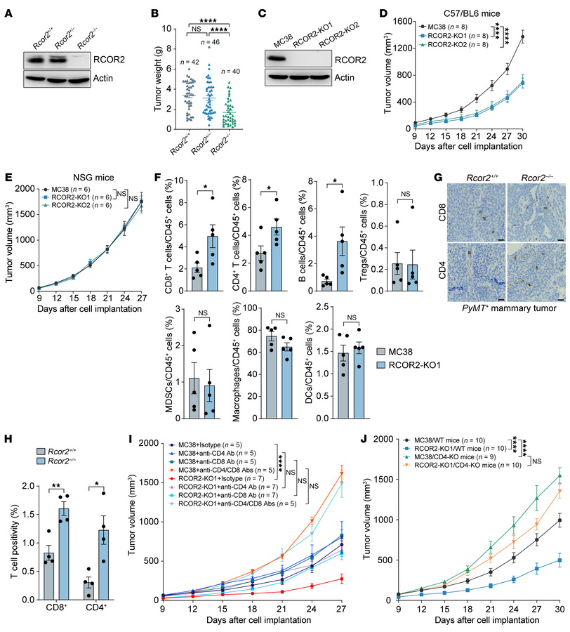 RCOR2 promotes tumor immune evasion in mice.
(A and B) Immunoblot (A) an...