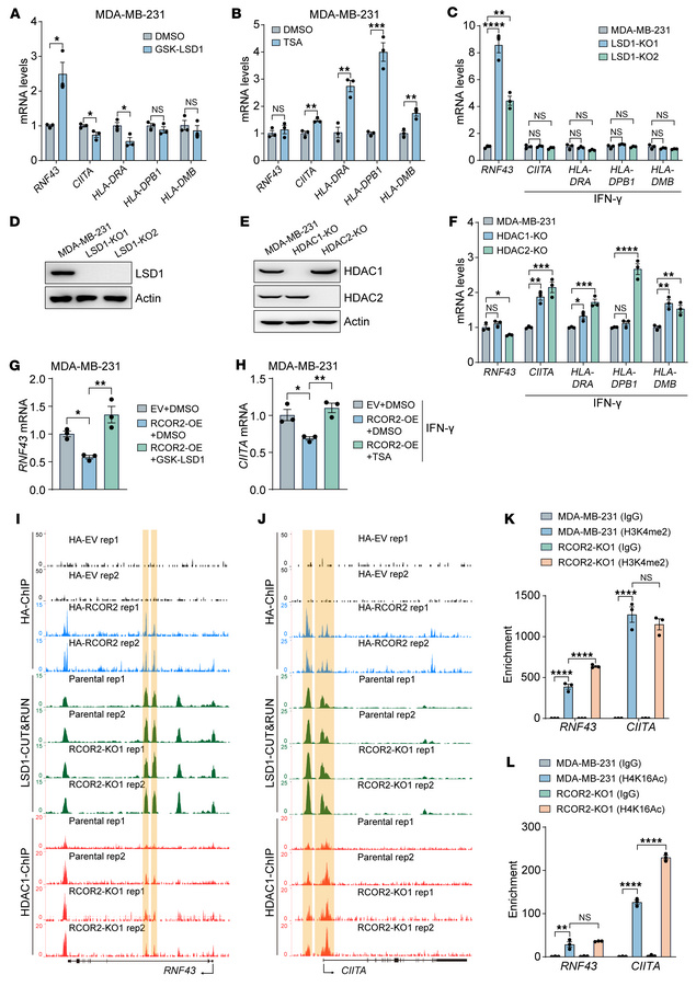 RCOR2 inhibits RNF43 and CIITA expression via distinct epigenetic mechan...