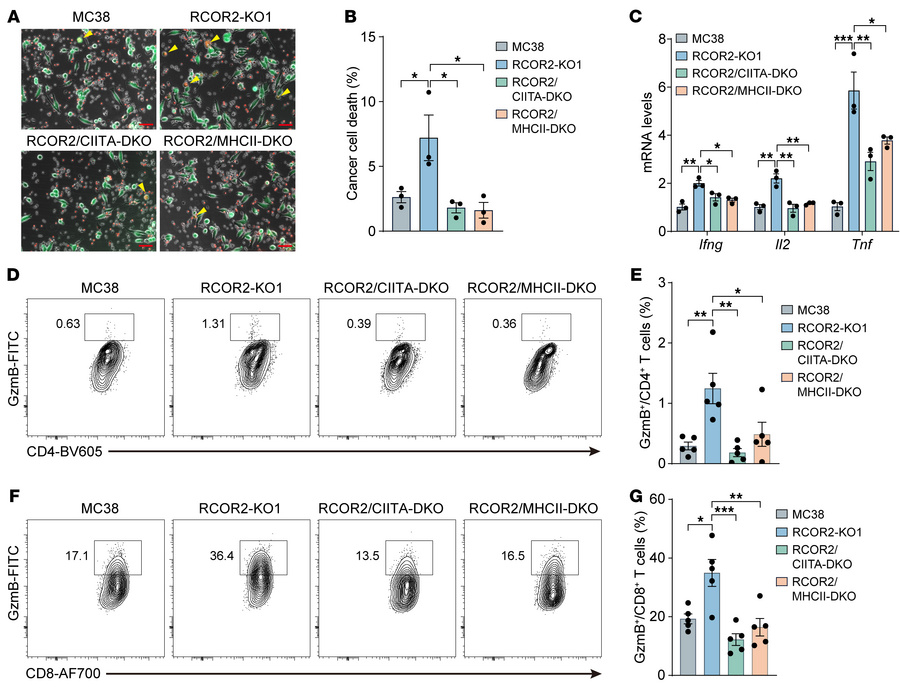 Tumoral RCOR2 impedes activation of intratumoral CD4+ and CD8+ T cells t...