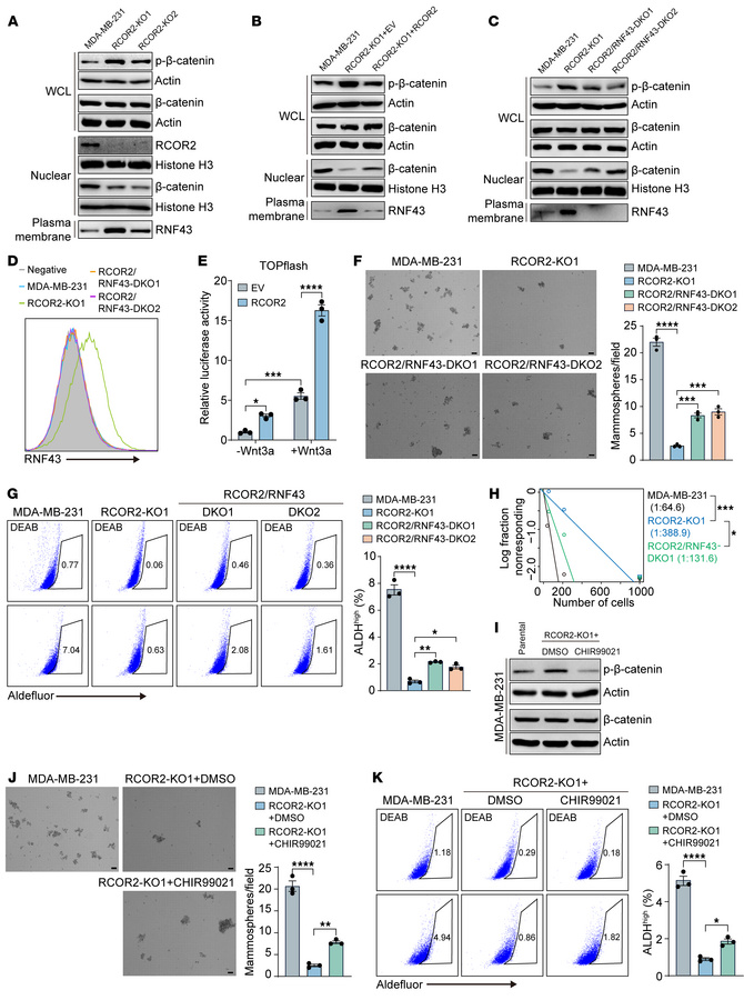 RCOR2 enhances BCSC stemness by attenuating RNF43-mediated Wnt/β-catenin...