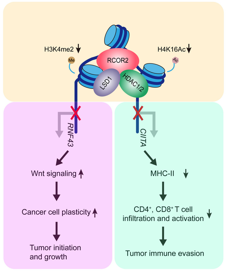 graphical abstract