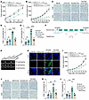 RCOR2 promotes tumor immune evasion by suppressing CIITA and MHC-II.