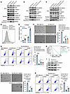 RCOR2 enhances BCSC stemness by attenuating RNF43-mediated Wnt/β-catenin in