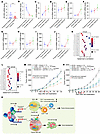 RCOR2 is inversely correlated with response to anti–PD-1 therapy in patient