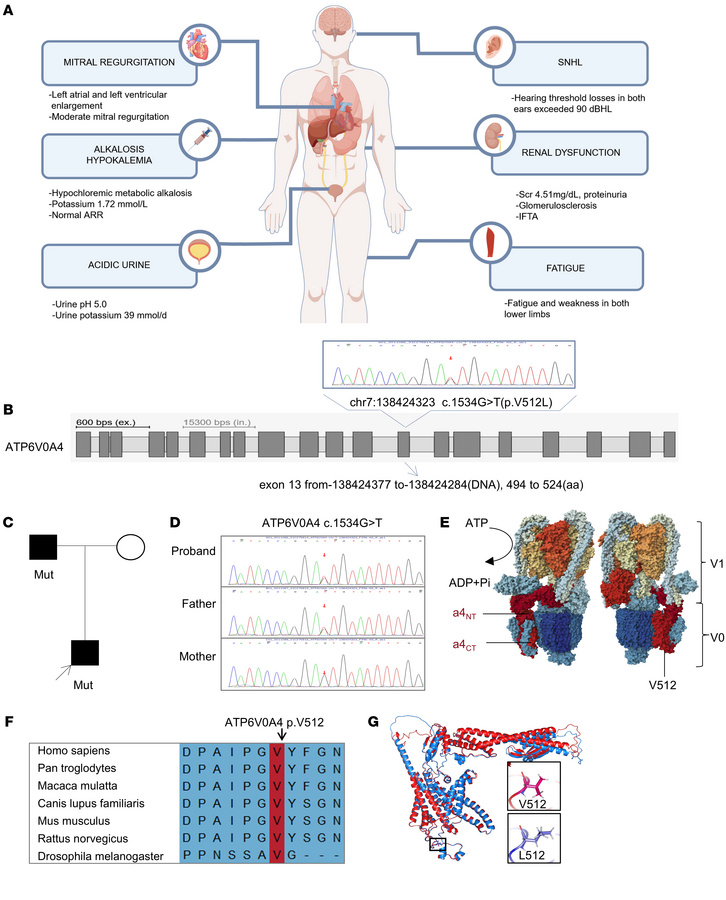 A patient with renal dysfunction, hypochloremic metabolic alkalosis, aci...