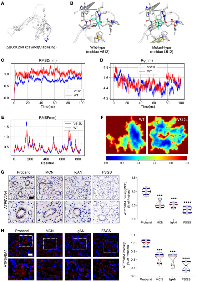 Molecular dynamics simulations and validation of patient kidney samples ...
