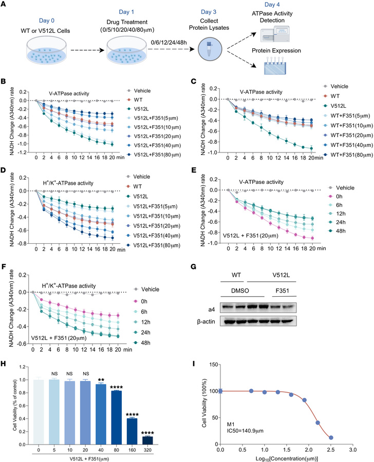 F351 inhibits V-ATPase activity by targeting the V512L-a4 mutant in vitr...