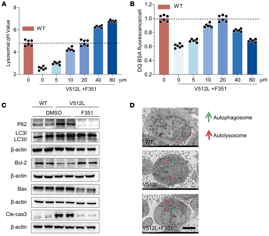 F351 elevates lysosomal pH, promotes autophagosome-lysosome fusion, and ...