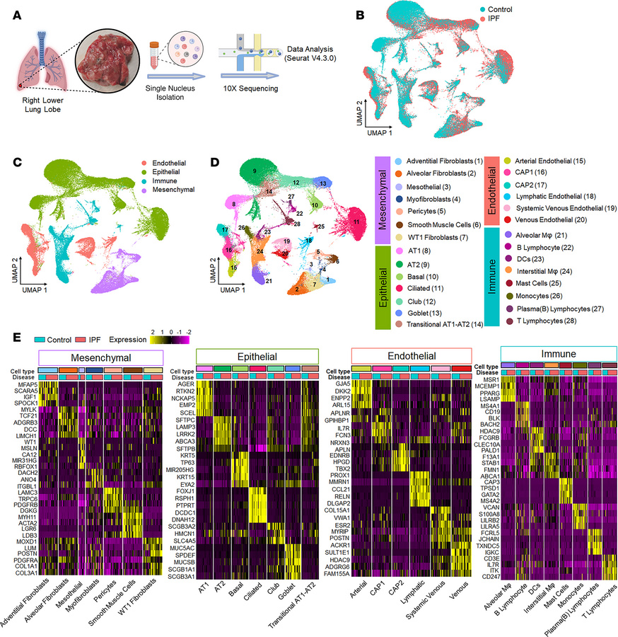 snRNA-Seq of lung cells in the distal regions of normal and IPF lungs.
(...