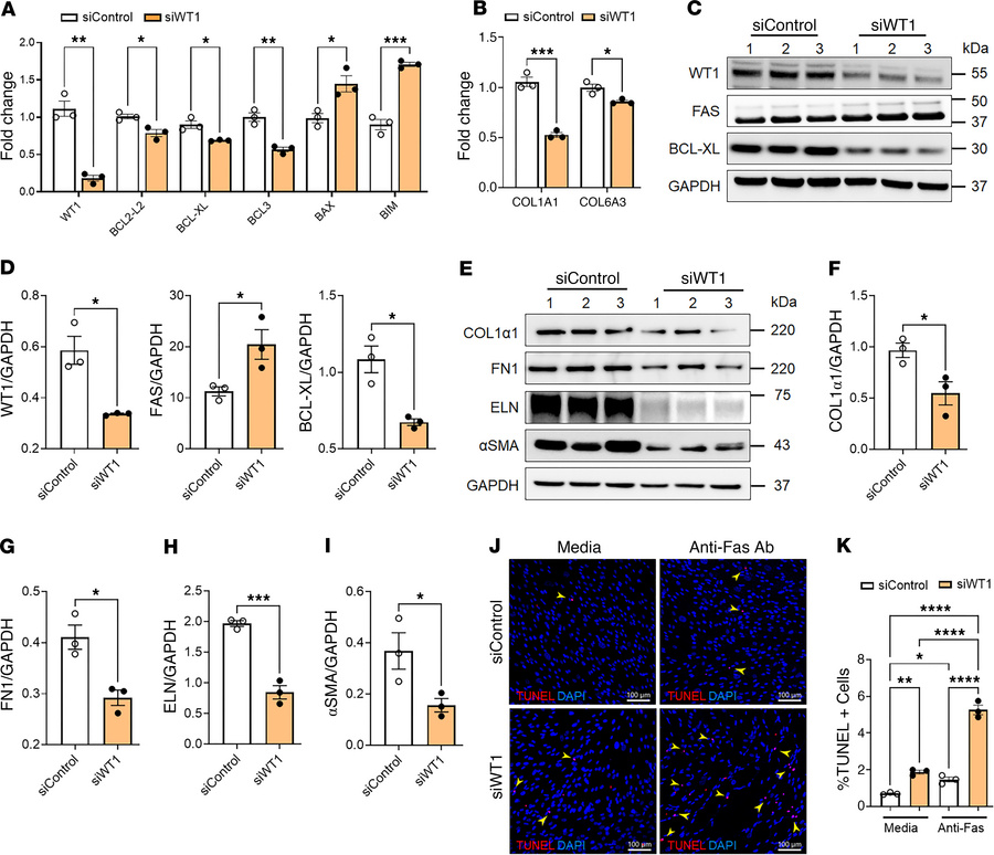 Loss of WT1 attenuates the expression of genes involved in fibroblast su...