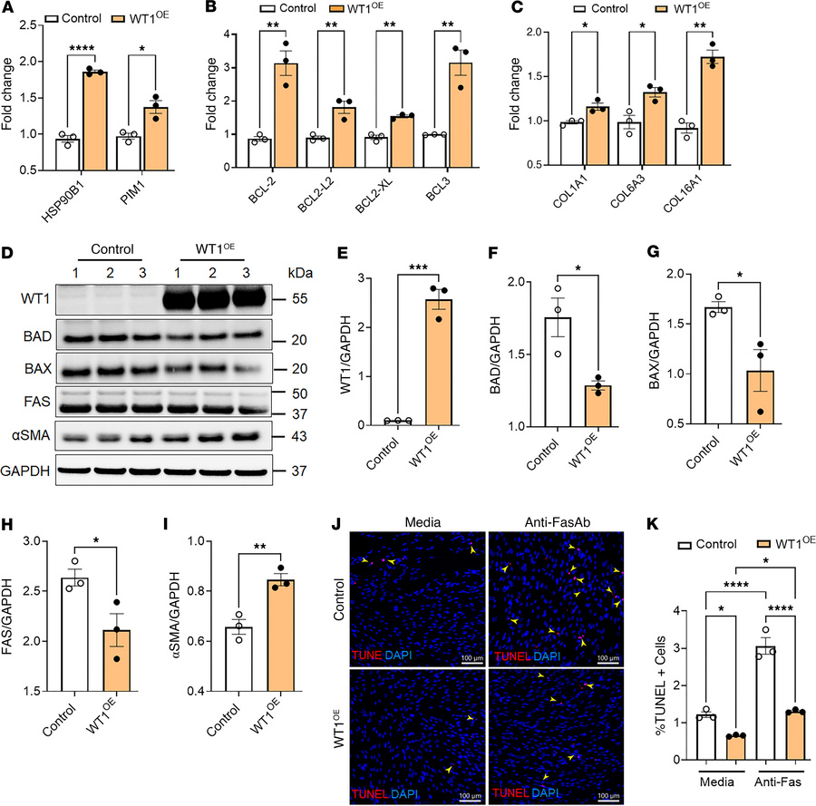 WT1 functions as a positive regulator of lung-resident fibroblast surviv...