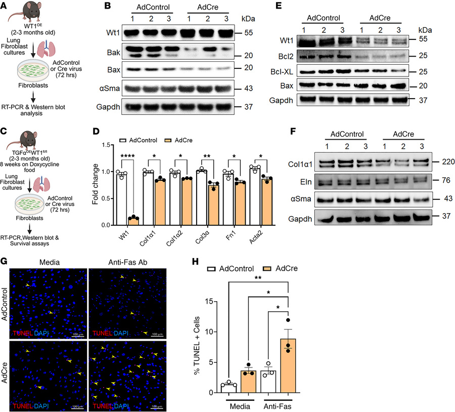 Overexpression of WT1 augments prosurvival gene expression in mouse lung...