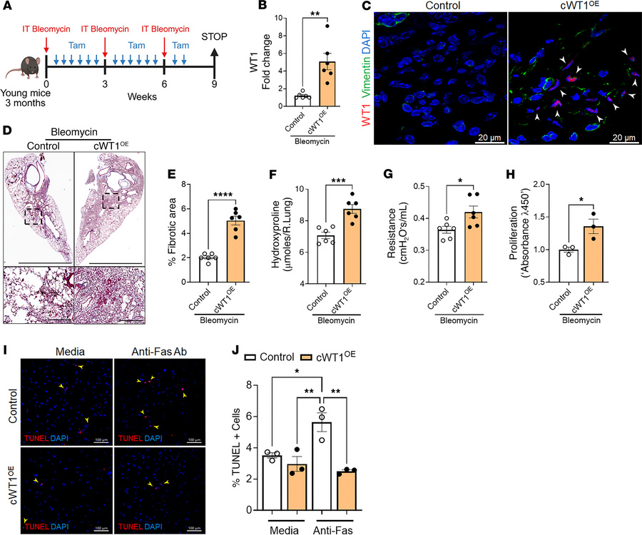 Fibroblast-specific WT1 overexpression augments bleomycin-induced pulmon...