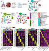 snRNA-Seq of lung cells in the distal regions of normal and IPF lungs.