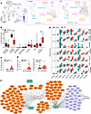 Fibroblast heterogeneity and identification of WT1 fibroblasts in the dista
