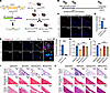 Mesothelial cell–specific deletion of collagen VII attenuated pleural fibro