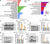 Increased ECM stiffness activated integrin/PI3K-AKT signaling.