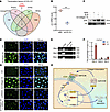 Excessive collagen VII mediated pleural fibrosis via ECM stiffness and inte
